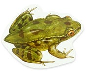 Magnetischer Lebenszyklus Frosch 3