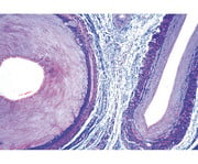 Arterie und Vene quer Präparate und Foliensätze 1