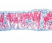 Blatt quer Präparate und Foliensätze 1