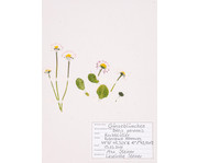 KOSMOS Was blüht denn da? Das Herbarium 3