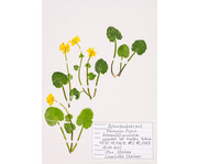 KOSMOS Was blüht denn da? Das Herbarium 4