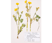 KOSMOS Was blüht denn da? Das Herbarium 6