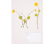 KOSMOS Was blüht denn da? Das Herbarium 7