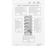 Lernwerkstatt: Die Biene 4