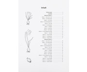 Lernwerkstatt: Frühblüher: Tulpen Krokus & Co 7