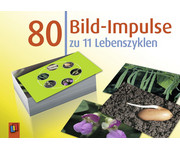 Bildkarten: 80 Bild Impulse zu 11 Lebenszyklen 1