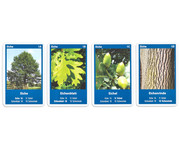 Naturquartett Heimische Laubbäume 3