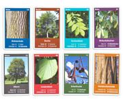 Naturquartett Heimische Laubbäume 4