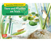 Kamishibai Bildkarten Tiere und Pflanzen am Teich 1