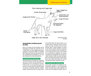 Arbeitsmaterial Volksschule Sachunterricht Der Wolf 4