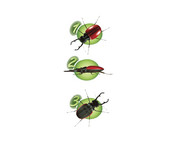 3 Wege Beobachtungslupe 6