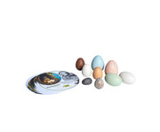 Entdeckerset Vogeleier 1