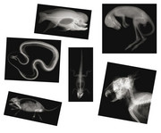 13 Tier Röntgenaufnahmen 1