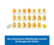 Lebenszyklus Vom Ei zum Huhn 3