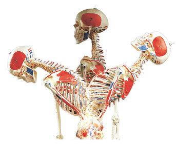 Universal Skelett A13 für Schulen