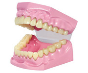 Betzold Kau und Zahnmodell 1