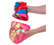 Betzold großes Modell vom menschlichen Herz 2