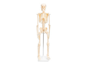 Betzold Kleines Skelett