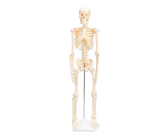 Betzold Kleines Skelett