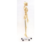Betzold Menschliches Skelett 3