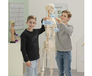 Betzold Menschliches Skelett 4