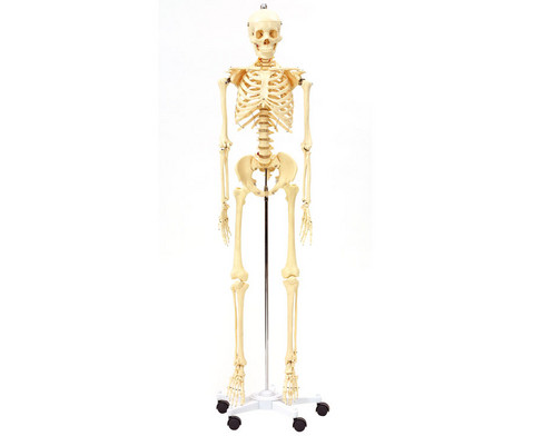 Betzold Menschliches Skelett