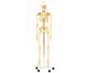 Betzold Menschliches Skelett 1