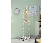 Betzold Menschliches Skelett 2