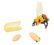 Lebenszyklus Figuren: Honigbiene 1