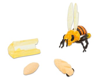 Lebenszyklus Figuren: Honigbiene