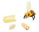 Lebenszyklus Honigbiene 4 Figuren-1