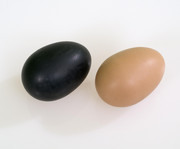 Betzold Schüttel Eier 2