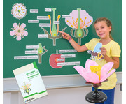 Tafelmaterial Von der Kirschblüte bis zur Frucht 1