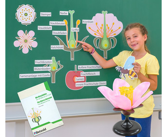 Tafelmaterial Von der Kirschblüte bis zur Frucht