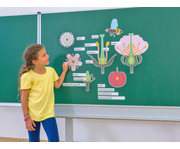 Tafelmaterial Von der Kirschblüte bis zur Frucht 7