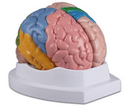 Menschliches Gehirn 1