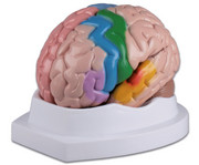Menschliches Gehirn 2