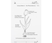 Lernwerkstatt: Frühblüher: Tulpen Krokus & Co 3