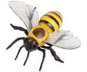 Honigbiene Modell 1