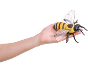 Honigbiene Modell 6