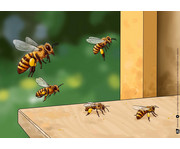 Kamishibai Bildkarten Von fleißigen Bienen und leckerem Honig 4