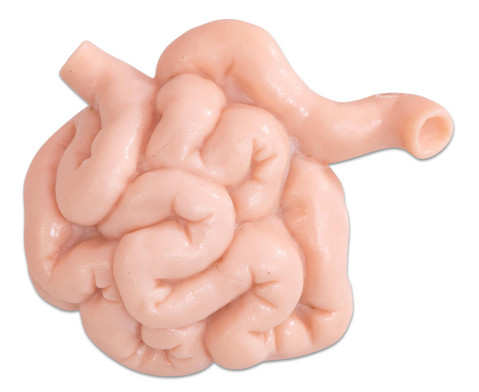 8 Unterrichtsmodelle Menschliche Organe | BETZOLD