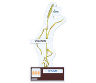 Betzold Getreide Bestimmungsset - Lehrmittel Grundschule Mit 9 Getreidepflanzen