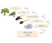 Betzold Lebenszyklus Frosch 2