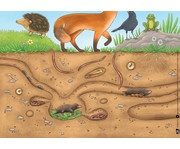 Kamishibai Bildkarten Was macht der Regenwurm im Garten? 3