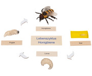 Betzold Lebenszyklus Honigbiene 3