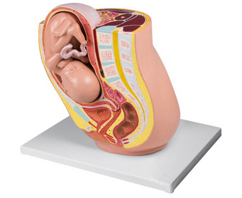 Schwangerschaftsbecken mit Fetus