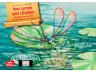 Kamishibai Bildkarten Von Larven und Libellen