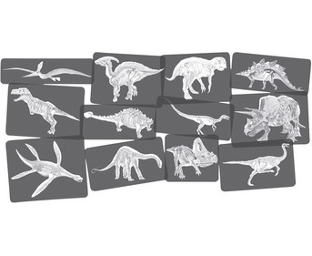 Bildkarten Set Dinosaurier mit Röntgenmotiven