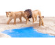 Betzold Afrikanische Tiere 18 tlg 4